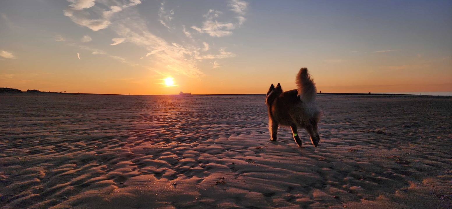 Hund läuft über Strand